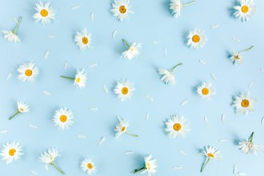 Papatya, taç yaprakları ve mavi arka planda yapraklardan oluşmuş bir desen. Düz yatış, üst görünüm 