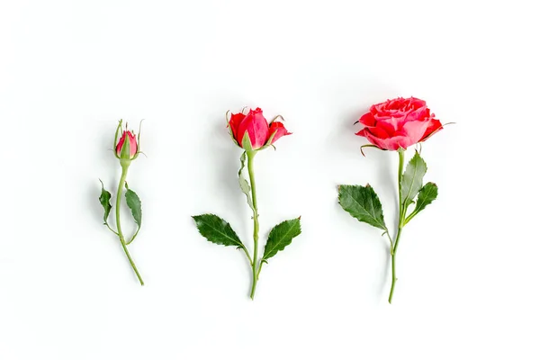 Rose rouge sur fond blanc. Modèle floral printanier minimal. Couché plat, vue du dessus. — Photo