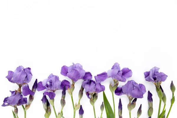 Фиолетовый букет цветов радужки на белом фоне. Плоский, вид сверху — стоковое фото