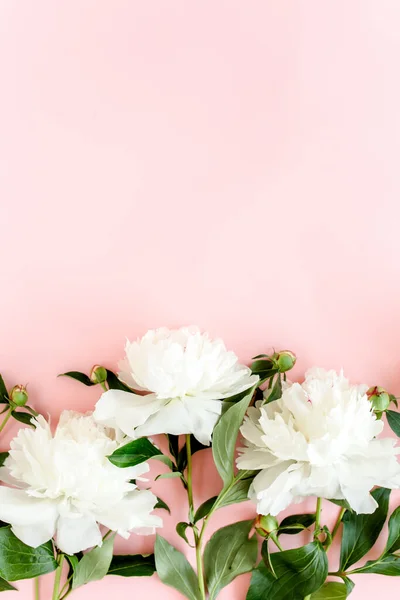 Białe piwonie na różowym tle. Minimalna kartka z życzeniami kwiatowymi. Płaskie ułożenie, widok z góry. — Zdjęcie stockowe