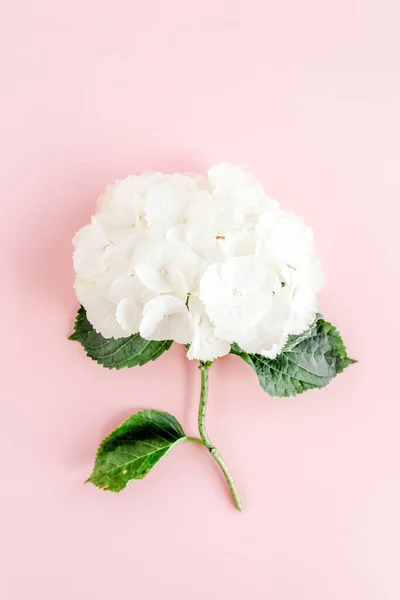 Bellissimo fiore di ortensia bianca su sfondo rosa. Concetto floreale. Posa piatta, vista dall'alto. — Foto Stock