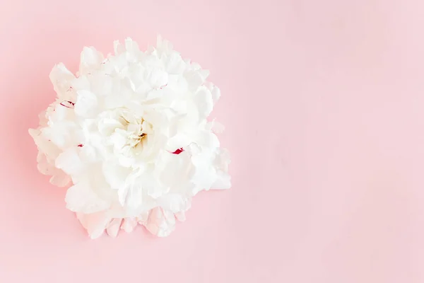 Bellissimo fiore di peonia bianca su sfondo rosa. La consistenza di una peonia. Posa piatta, vista dall'alto. — Foto Stock