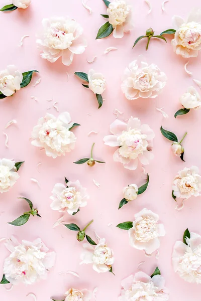 Patrón de flores de peonía rosa y beige sobre fondo rosa. Textura peonía. Piso tendido, vista superior. — Foto de Stock