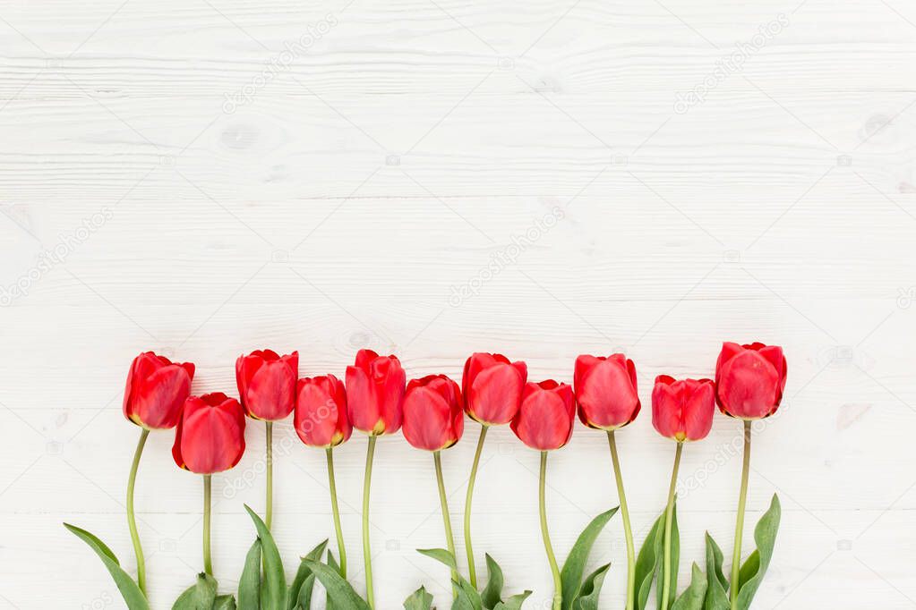 beautiful red tulips isolated on a wooden white background. lay flat, top view