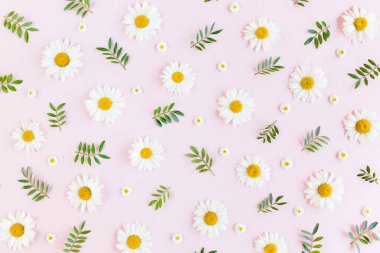 Papatya, taç yaprakları ve pembe arka planda yapraklardan oluşan desen. Düz yatış, üst görünüm