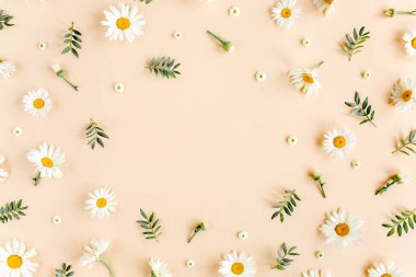 Çerçeve papatya, taç yaprakları, bej arka planda yapraklar. Düz yatar, üst görünüm çiçek arkaplanı.