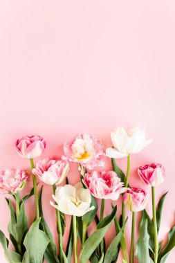 Pembe arka planda pembe laleler. Minimum çiçek konsepti tebrik kartı. Düz yatış, üst görünüm. 