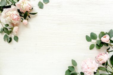 Kenar çerçevesi pembe ve bej şakayıklardan yapılmış ve beyaz arka planda izole edilmiş. Düz yerde, üst tarafta. Çiçek çerçevesi.