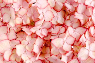 Beyaz arka planda ortanca çiçeği. Düz yatış, üst görünüm 