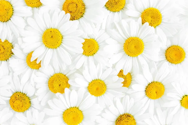Μοτίβο φτιαγμένο από χαμομήλια σε λευκό φόντο. Επίπεδη lay, top view floral φόντο. — Φωτογραφία Αρχείου