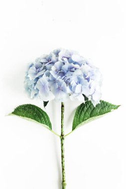 Beyaz arka planda mavi ortanca çiçeği. Düz yatış, üst görünüm 