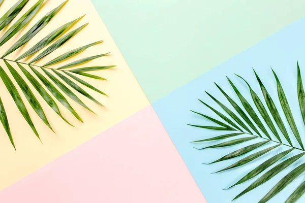 Renkli arka planda tropik yeşil palmiye yaprakları. Doğa konsepti. düz yatış, üst görünüm — Stok fotoğraf