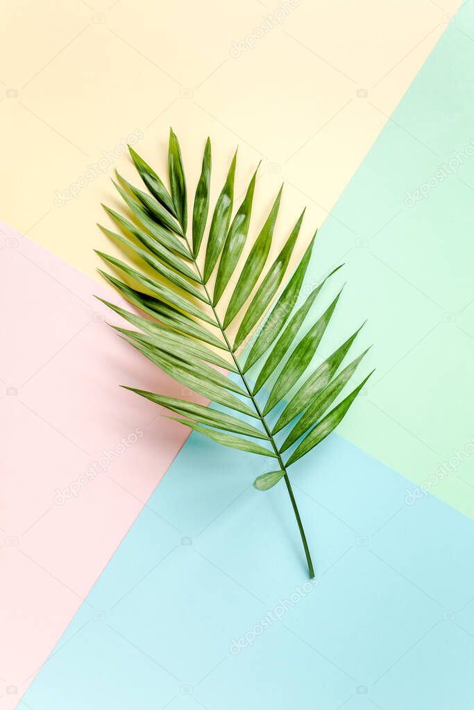 Tropical green palm leaves on colorful background. Nature concept. flat lay, top view