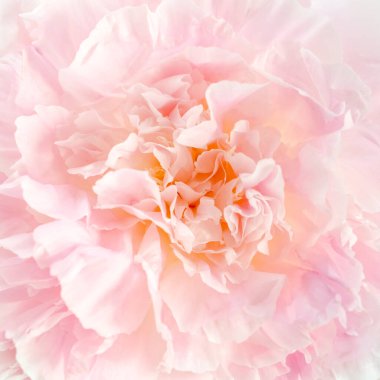 Bir sürü pembe renkli şakayık buketi yakın plan. Düz yerde, üst tarafta. Şakayık çiçek dokusu.