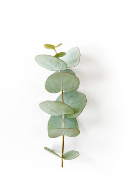 Beyaz arka planda yeşil okaliptüs yaprakları. düz yatış, üst görünüm