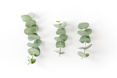 Beyaz arka planda yeşil okaliptüs yaprakları. düz yatış, üst görünüm