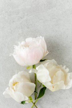 Gri taş masanın üzerinde güzel pembe şakayık çiçekleri ve metin için fotokopi alanı. Düz stil, üst görünüm