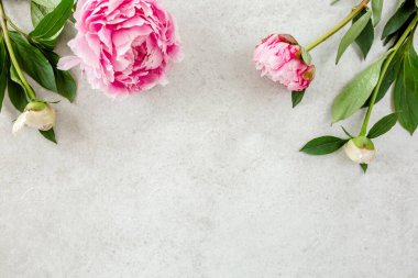 Gri arkaplanda pembe şakayık çiçeğinden yapılmış bir çerçeve. Düz yerde, üst tarafta. Çiçek çerçevesi.