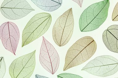 Multicolo, iskeletin şeffaf yaprakları ve güzel bir dokusu var.