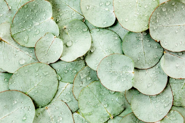 Latar belakang, Tekstur yang terbuat dari daun eukaliptus hijau dengan tetes hujan, embun. Letak datar, tilikan atas — Stok Foto