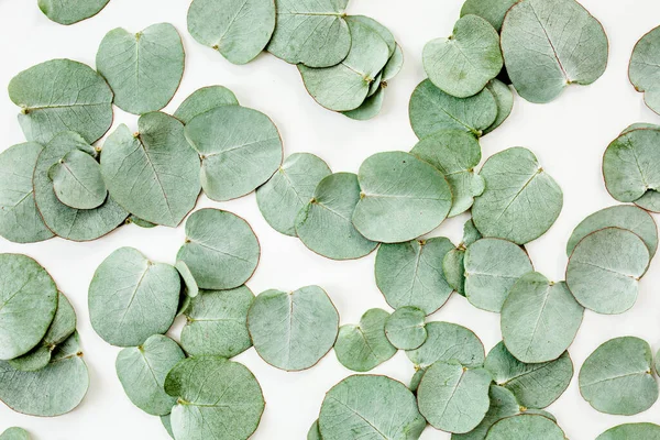 Background, Texture made of green eucalyptus leaves. Flat lay, top view — Stock Photo, Image