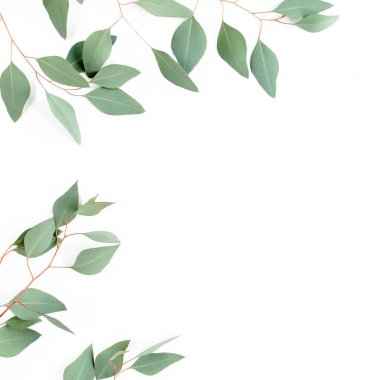 Yeşil yapraklardan yapılmış çerçeve okaliptüs populus beyaz arka planda izole edilmiş ve metin için boş alan var. Düz yatış, üst görünüm