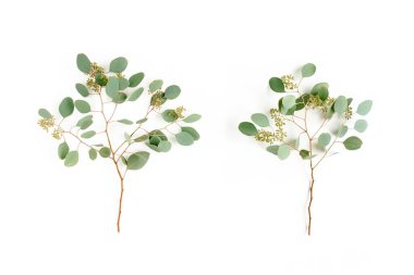 Okaliptüs yaprakları ve okaliptüs dalları beyaz arka planda meyve şeklinde. Düz yerde, üst tarafta. Çiçek konsepti