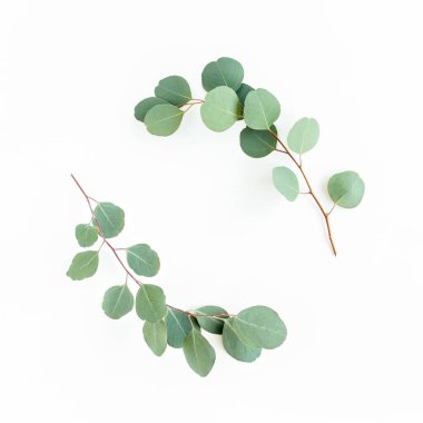 Okaliptüsten yapılmış çelenk çerçevesi ve beyaz arka planda izole edilmiş yapraklar. Düz yatıyordu. Üst görünüm.