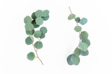 Okaliptüsten yapılmış çelenk çerçevesi ve beyaz arka planda izole edilmiş yapraklar. Düz yatıyordu. Üst görünüm.