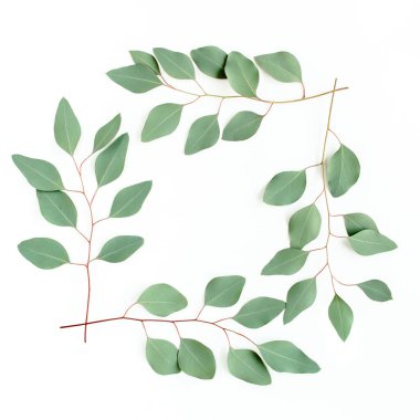 Beyaz arka planda izole edilmiş okaliptüs dallarından yapılmış çelenk çerçevesi. Düz uzan, üst 