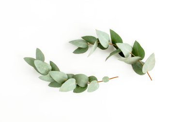 yeşil yapraklar okaliptüs beyaz arka planda izole. düz yatış, üst görünüm