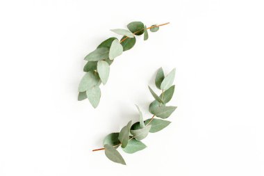 Okaliptüsten yapılmış çelenk çerçevesi ve beyaz arka planda izole edilmiş yapraklar. Düz uzan, üst görünüm