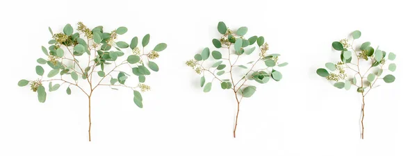 Ensemble de feuilles d'eucalyptus et de branches d'eucalyptus avec des fruits en forme de baies sur fond blanc. Couché à plat, vue de dessus. concept floral — Photo