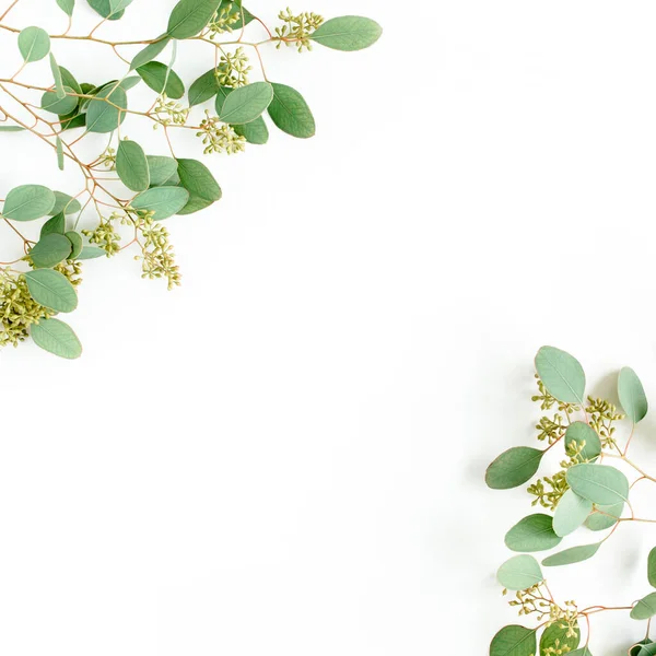 Fronteras de marco hechas de hojas de eucalipto populus con frutos en forma de bayas sobre fondo blanco. Asiento plano, vista superior. concepto floral — Foto de Stock