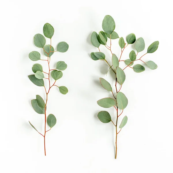 Branche verte, feuilles d'eucalyptus isolées sur fond blanc. Pose plate, vue du dessus concept minimal. — Photo