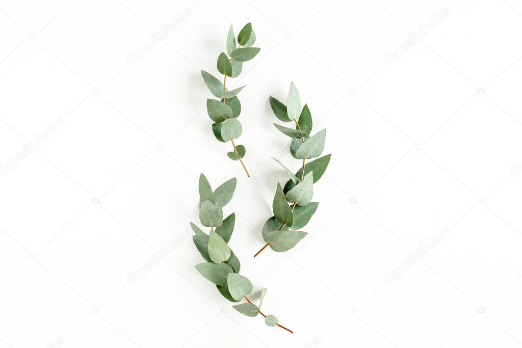 green leaves eucalyptus isolated on white background. flat lay, top view