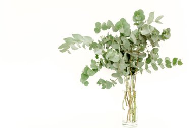 Masanın üzerinde cam bir kavanozda yeşil okaliptüsler..