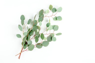 Beyaz arka planda okaliptüs buketi. Düz yatış, üst görünüm.