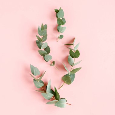 Okaliptüs dallarından, yapraklardan ve pamuktan oluşan soyut desen pembe arka planda sekiz ayrı olarak izole edilmiş. Düz yerde, üst tarafta. Çiçek konsepti