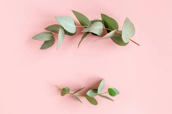 Fronteras de marco hechas de hojas de eucalipto sobre fondo rosa. Asiento plano, vista superior. concepto floral — Foto de Stock