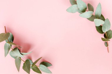 Pembe arka planda okaliptüs yapraklarından yapılmış çerçeve kenarları. Düz yerde, üst tarafta. Çiçek konsepti