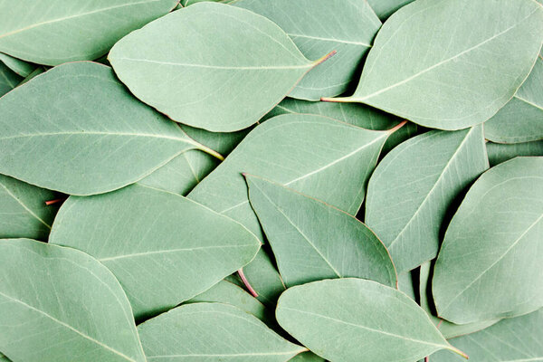 Background, Texture made of green eucalyptus leaves. Flat lay, top 
