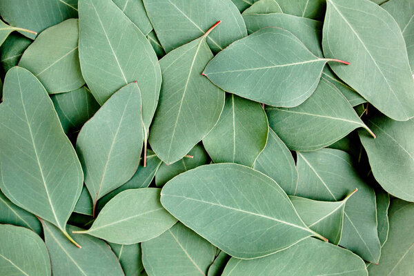 Background, Texture made of green eucalyptus leaves. Flat lay, top 