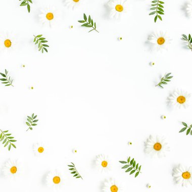 Beyaz arka planda papatya, yaprak ve yapraklardan yapılmış bir çerçeve. Düz yatar, üst görünüm çiçek arkaplanı.