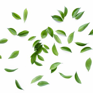 Beyaz arka planda izole edilmiş yeşil yapraklı ve dallı desen dokusu. Düz uzan, üst görünüm