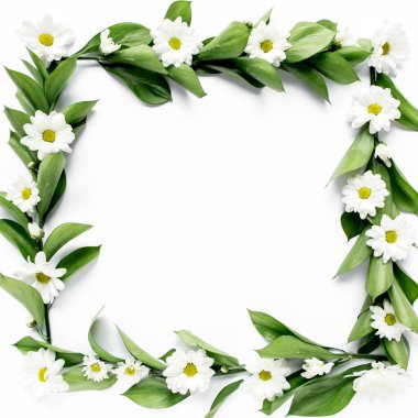 Üzerinde yeşil yapraklar ve papatya dalları olan çerçeve, beyaz arka planda izole edilmiş kasımpatı. Düz uzan, üst görünüm