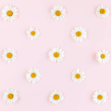 Papatya, taç yaprakları ve pembe arka planda yapraklardan oluşan desen. Düz yatış, üst görünüm