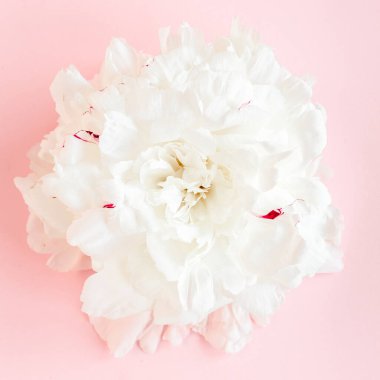 Pembe arka planda güzel, beyaz şakayık çiçeği. Şakayık dokusu. Düz yatış, üst görünüm. 