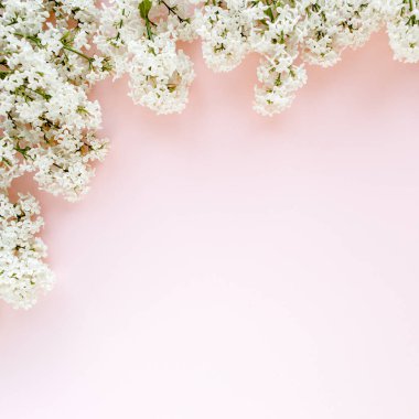 Pembe arka planda güzel beyaz leylak