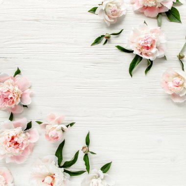 Kenar çerçevesi pembe ve bej şakayıklardan yapılmış ve beyaz arka planda izole edilmiş. Düz yerde, üst tarafta. Çiçek çerçevesi.